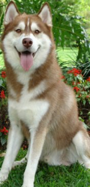 red husky