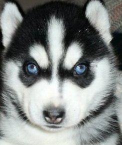 siberian husky