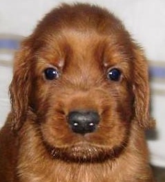 cute irish setter