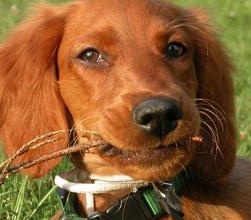 irish setter dog