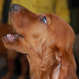 irish setter puppies