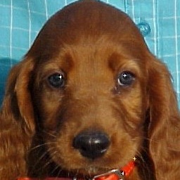 irish setter puppy