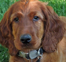 irish setter