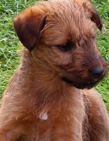 irish terrier puppy