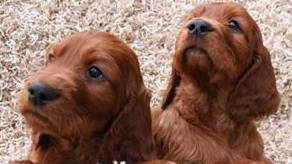 setter puppies