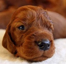 young irish setter