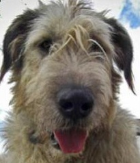 big irish wolfhound