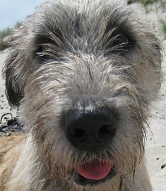 irish wolfhound dog