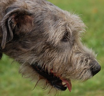 irish wolfhound image