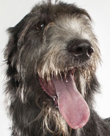 irish wolfhound picture