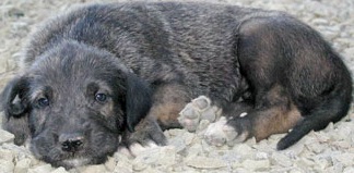 irish wolfhound puppy