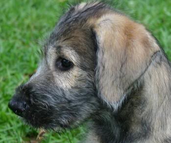 irish wolfhound