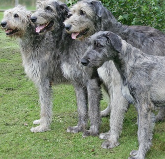 irish wolfhounds