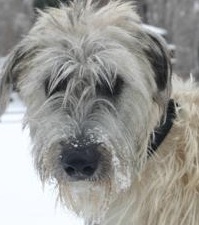 white irish wolfhound