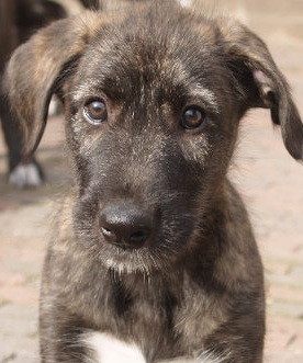 wolfhound puppy