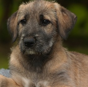 wolfhound