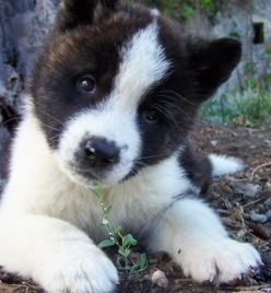 akita puppies