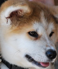 cute japanese akita puppy