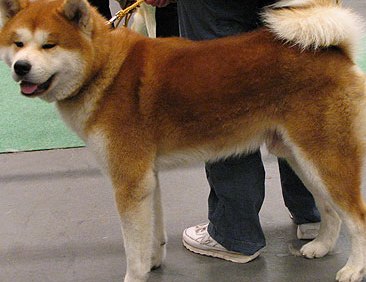 japanese akita inu puppies