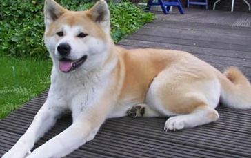 japanese akita puppies