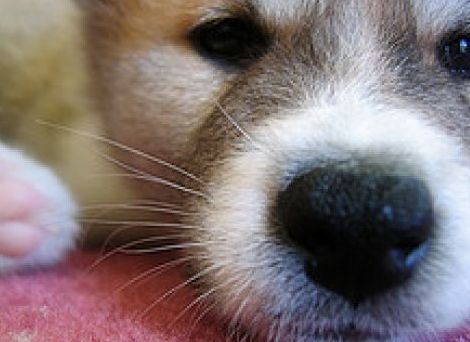 japanese akita puppy