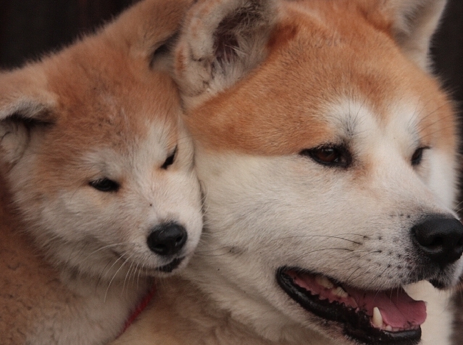 japanese akita