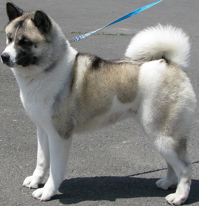 akita dog