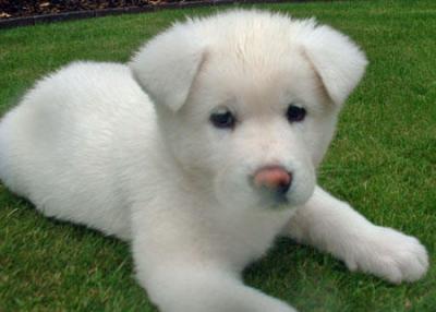 white japanese akita puppy