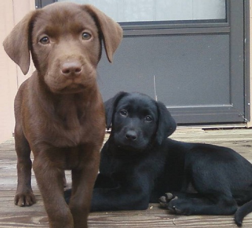 labrador puppies