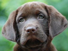 labrador puppy