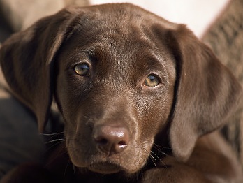 labrador