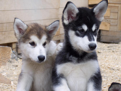 malamute puppies