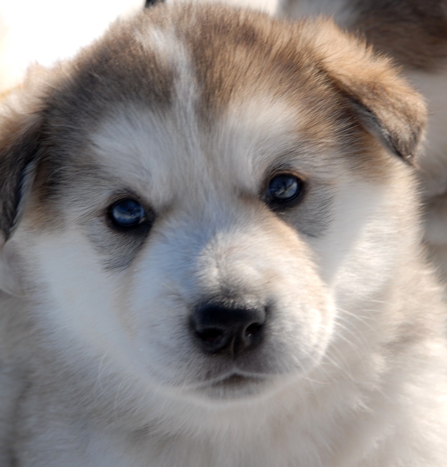 malamute puppy