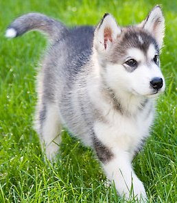 alaskan malamute puppy