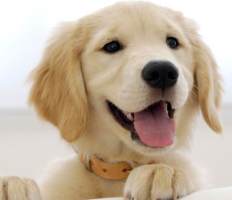 male golden retriever puppy