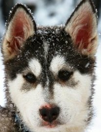 male husky puppy