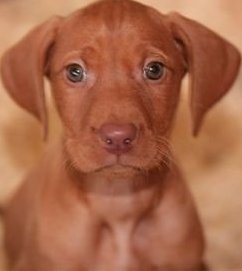 male vizsla puppies