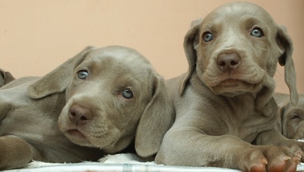 male weimaraner puppies