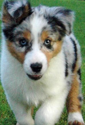 mini australian shepherd