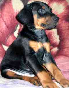 mini doberman pinscher puppies