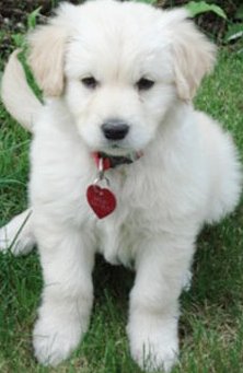 mini golden retriever puppy