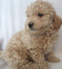 mini goldendoodle puppy