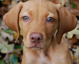 mini vizsla puppy