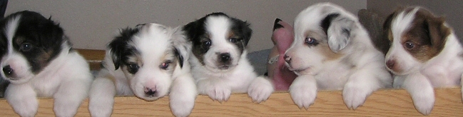 miniature australian shepherd puppies