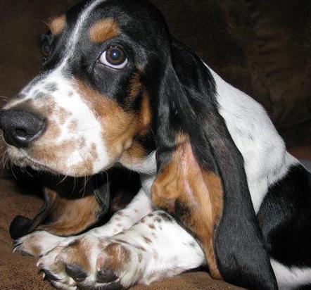 basset hound