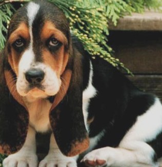 mini basset hound