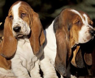 miniature basset hound dog