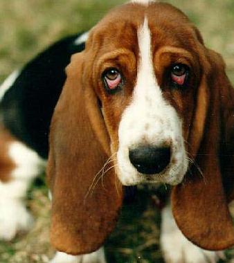 miniature basset hound