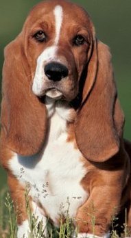 miniature basset