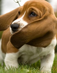 small basset hound